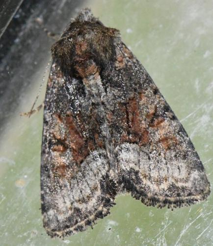 Réf. 324 833 : Oligia sp.